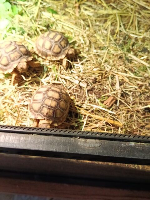 Tortue sulcata 1 an 130 34450 Vias