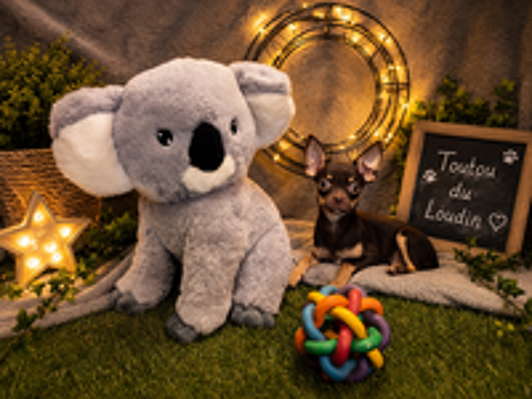   Chiot Chihuahua poils courts femelle 