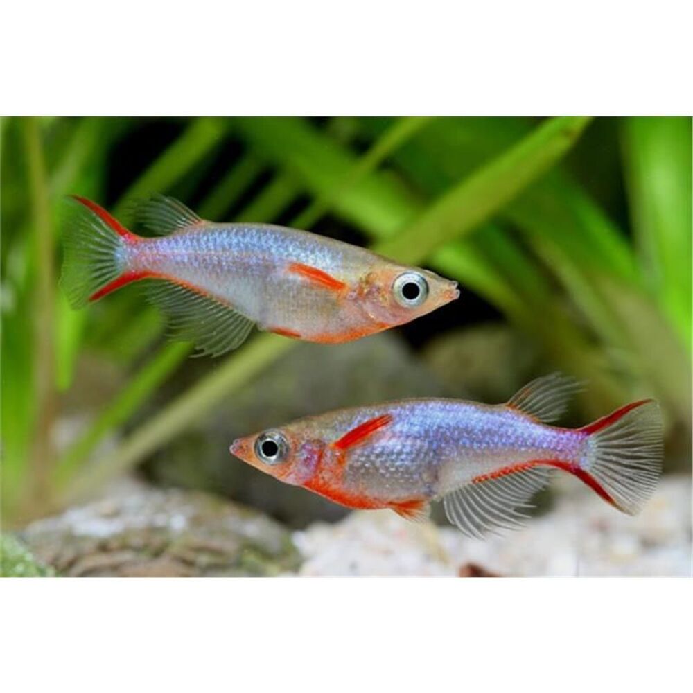   Oryzias woworae M/F 