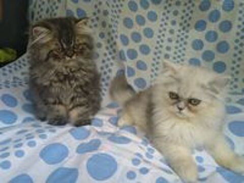   chatons persans males 