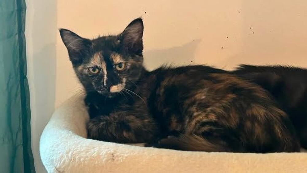   Chat FLORIDA à l adoption 
