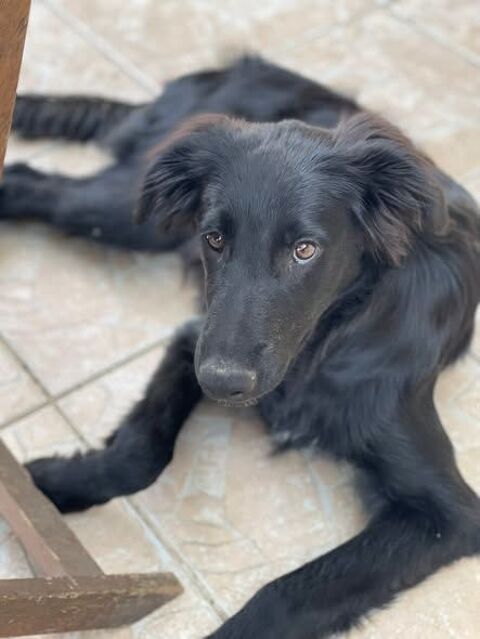 Chien BUDDY &agrave; l adoption 300 26500 Bourg-lès-valence