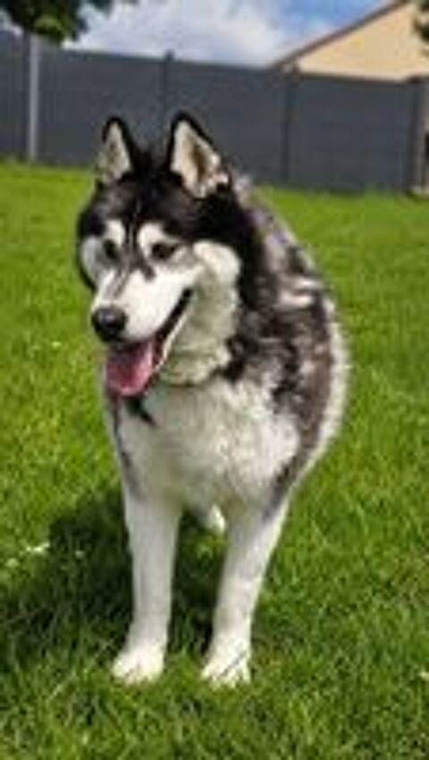   BOJKA husky 4 ans 