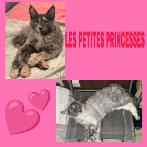 Maine coon polydactyle LOOF  1500 77460 Souppes-sur-loing