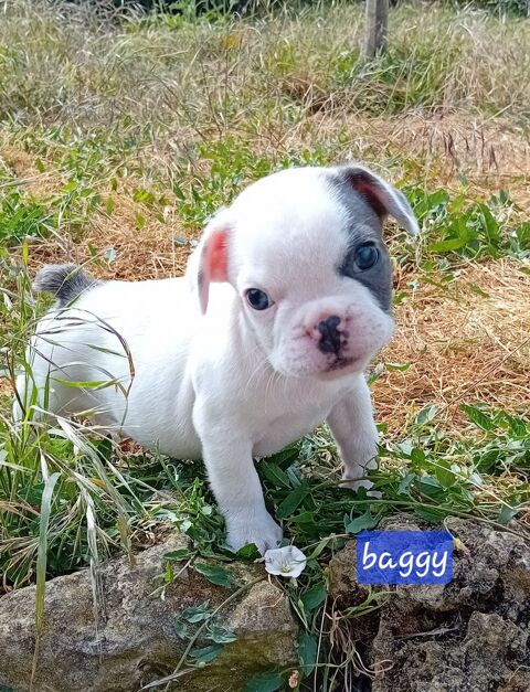 Chiot bouledogue fran&ccedil;ais exotique  1 18370 Beddes