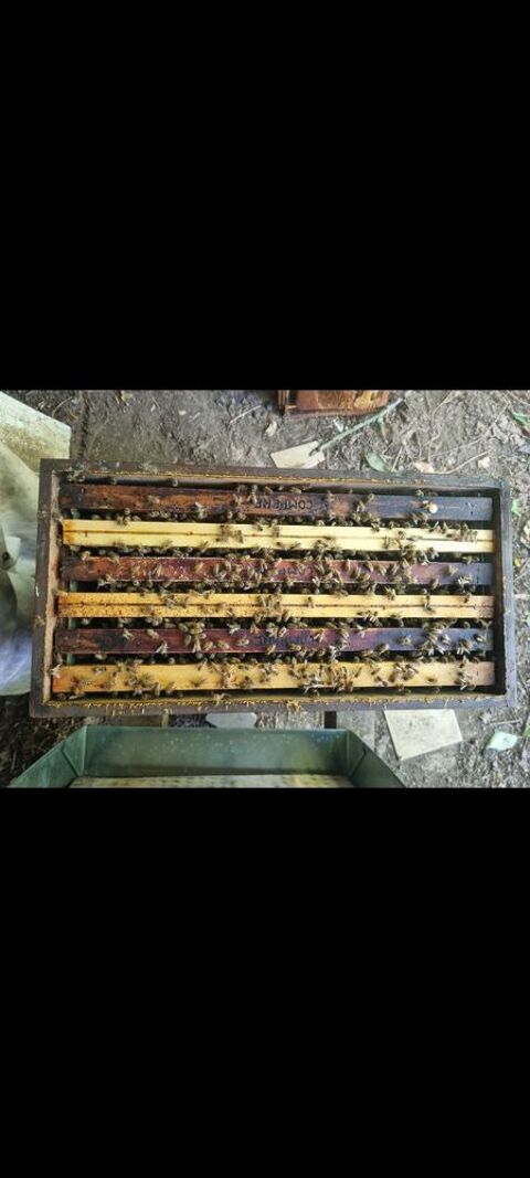 Essaims buckfast 150 59139 Wattignies