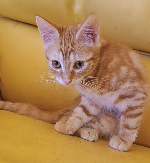 Donne petit chaton femelle 3 mois 0 53340 Cossé-en-champagne