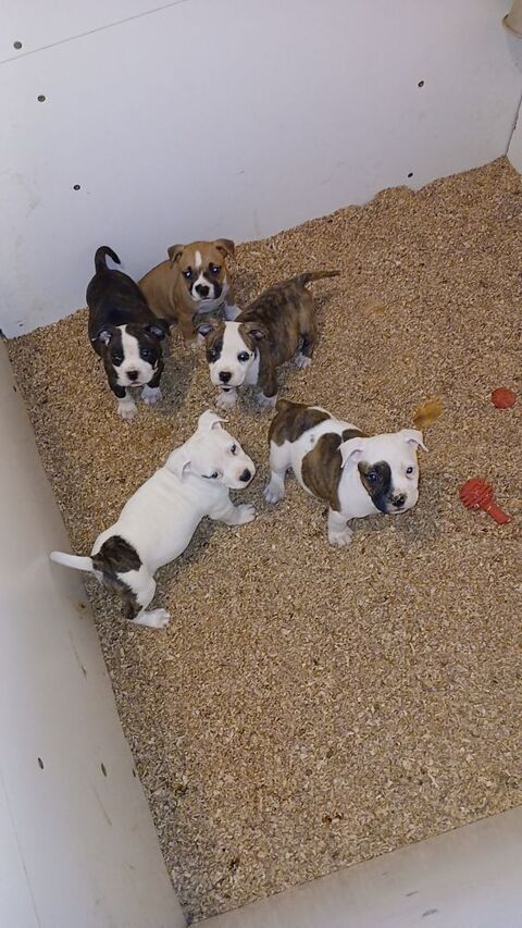 Chiots Américain staff LOF 800 21000 Dijon