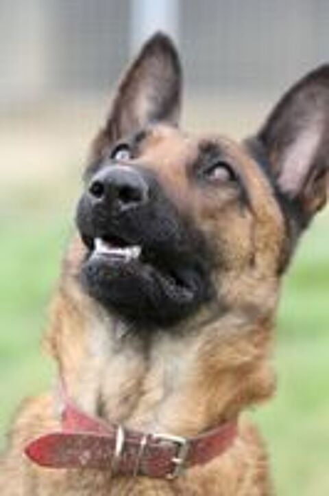   Candice, superbe Berger Belge Malinois  l'adoption 