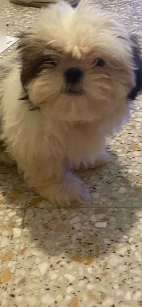 Chiot type shih tzu 700 30100 Al�s