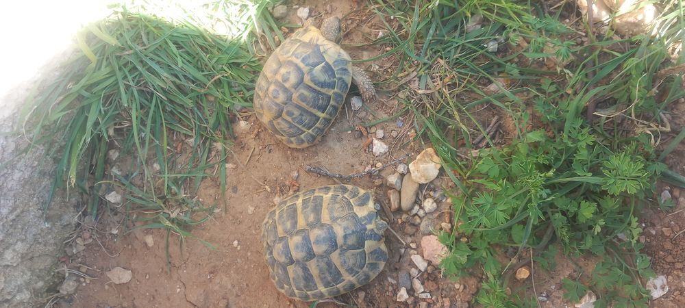   Tortues 3 /5 ans  
