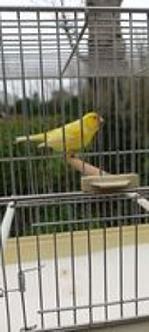   Canari  waterslager  de race pure 