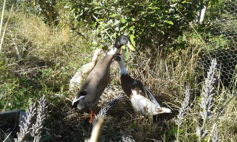 Coureur indien, canard d'agr&eacute;ment 30 39570 Gevingey