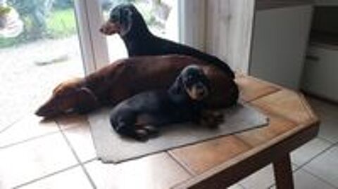   chiots teckels poils ras 