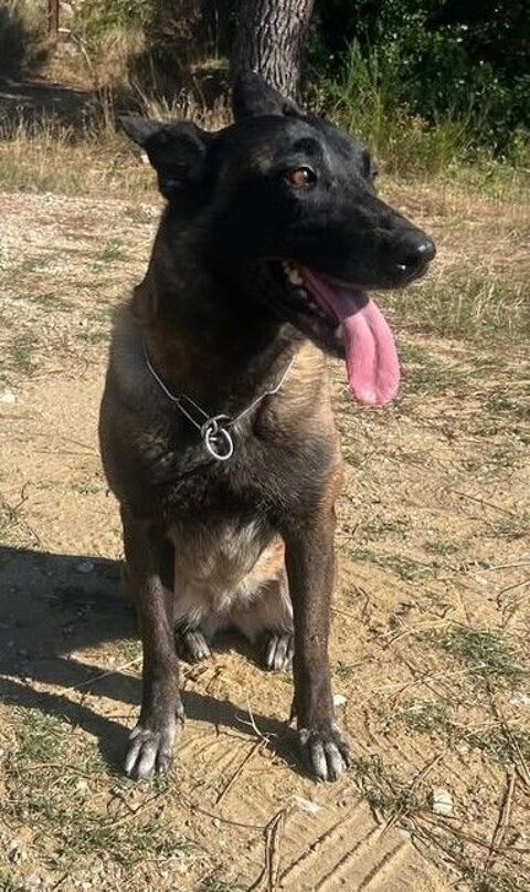 Chien MELIA à l adoption 210 26200 Montlimar