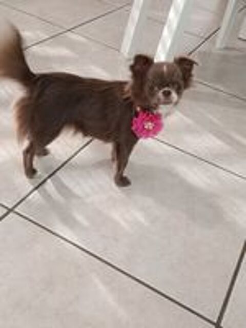   Femelle chihuahua  