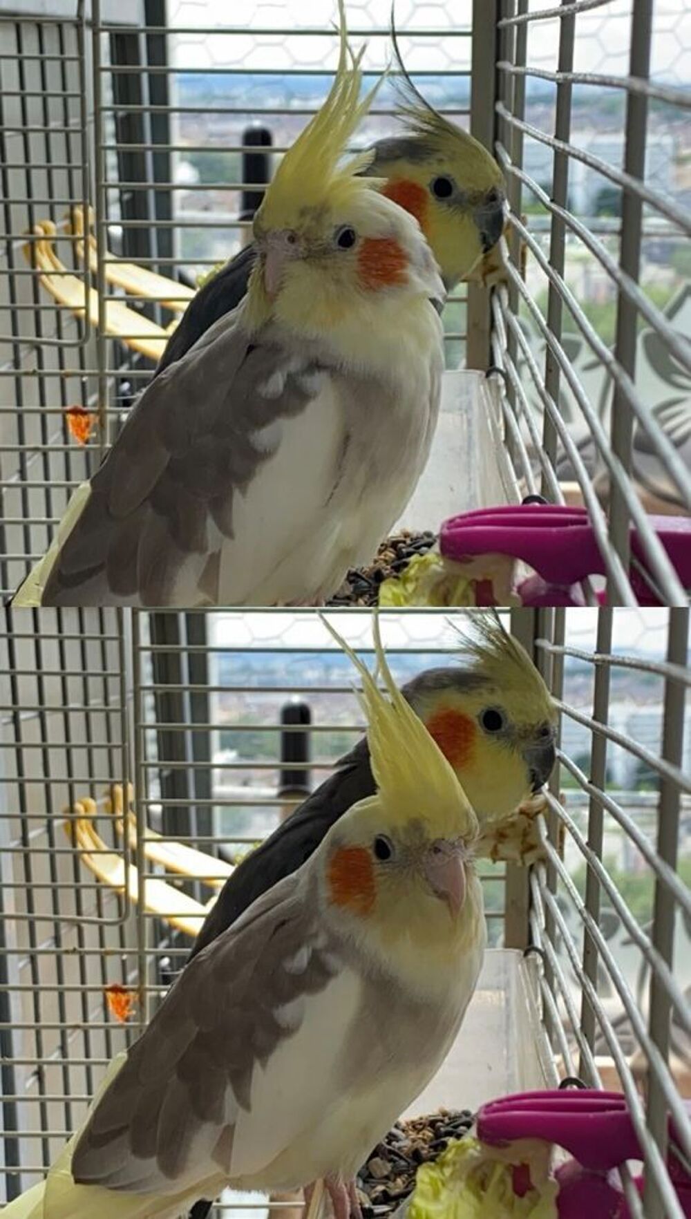   Couple de calopsitte  