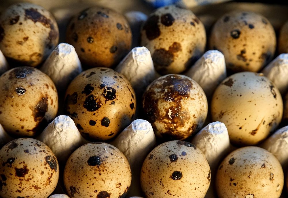   Oeufs de cailles du Japon sélection de coloris 