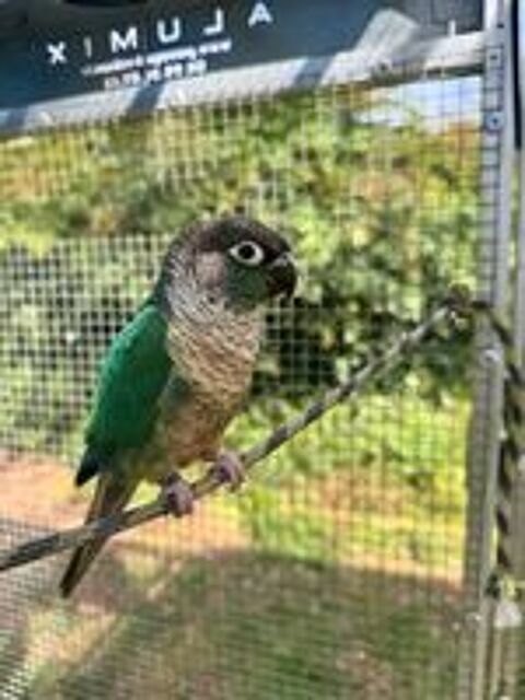   Conure de molina EAM à réserver  