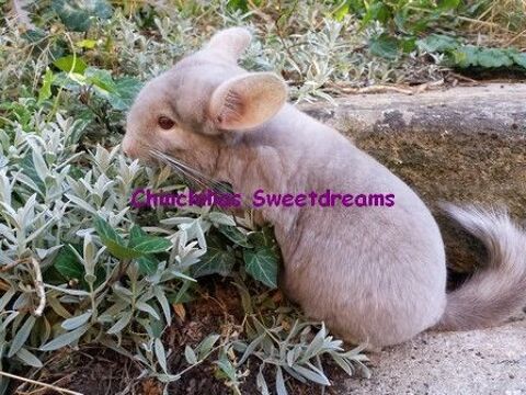 Duo femelles chinchillas mutations rares mme famille 67000 Strasbourg