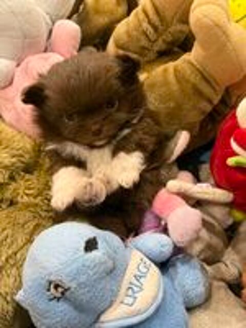   À réserver petit chiot miniature poil long 