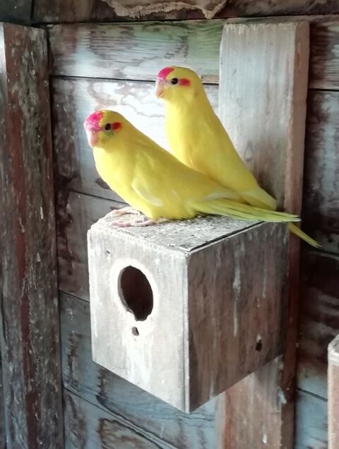  kakarikis 56220 Malansac