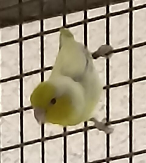 PERRUCHES MOINEAUX 45 31100 Toulouse