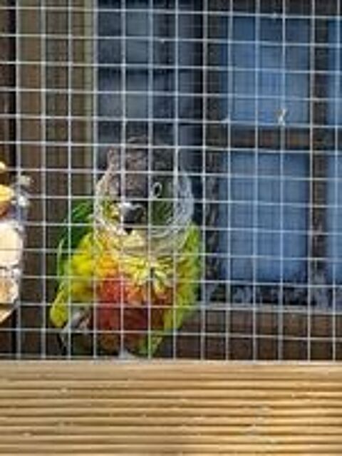   Conure molinae  