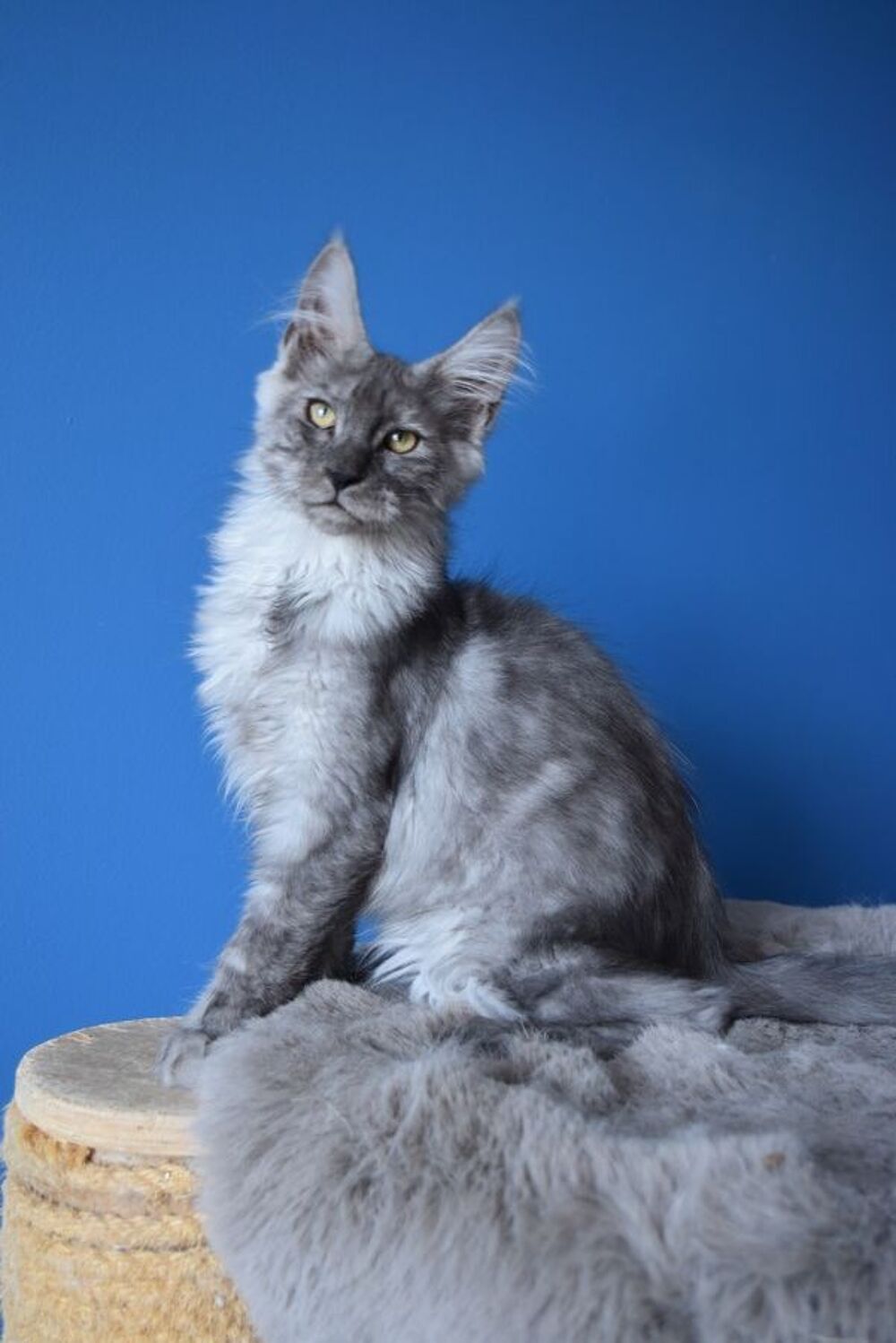   CHATON MAINE COON LOOF MALE 