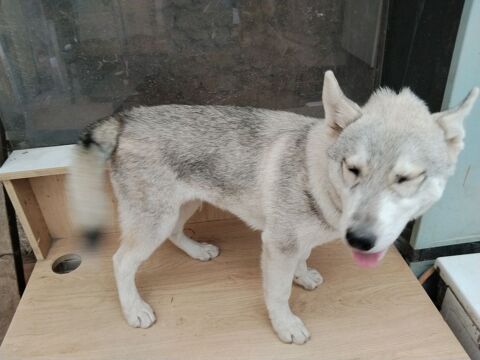 MAGNIFIQUES CHIOTS HUSKY SIBERIEN 700 79150 Voultegon