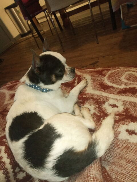 Don chihuahua. 0 82000 Montauban