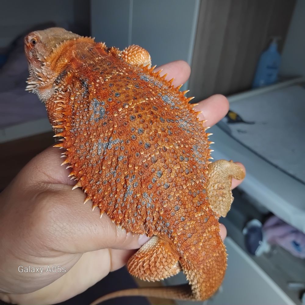   Vent terrarium en usb tout équipé avec pogona de sélection.  