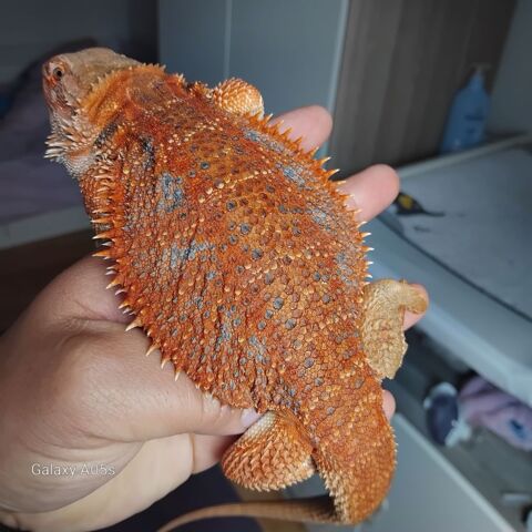 Vent terrarium en usb tout &eacute;quip&eacute; avec pogona de s&eacute;lection. 250 60290 Cambronne-l�s-clermont