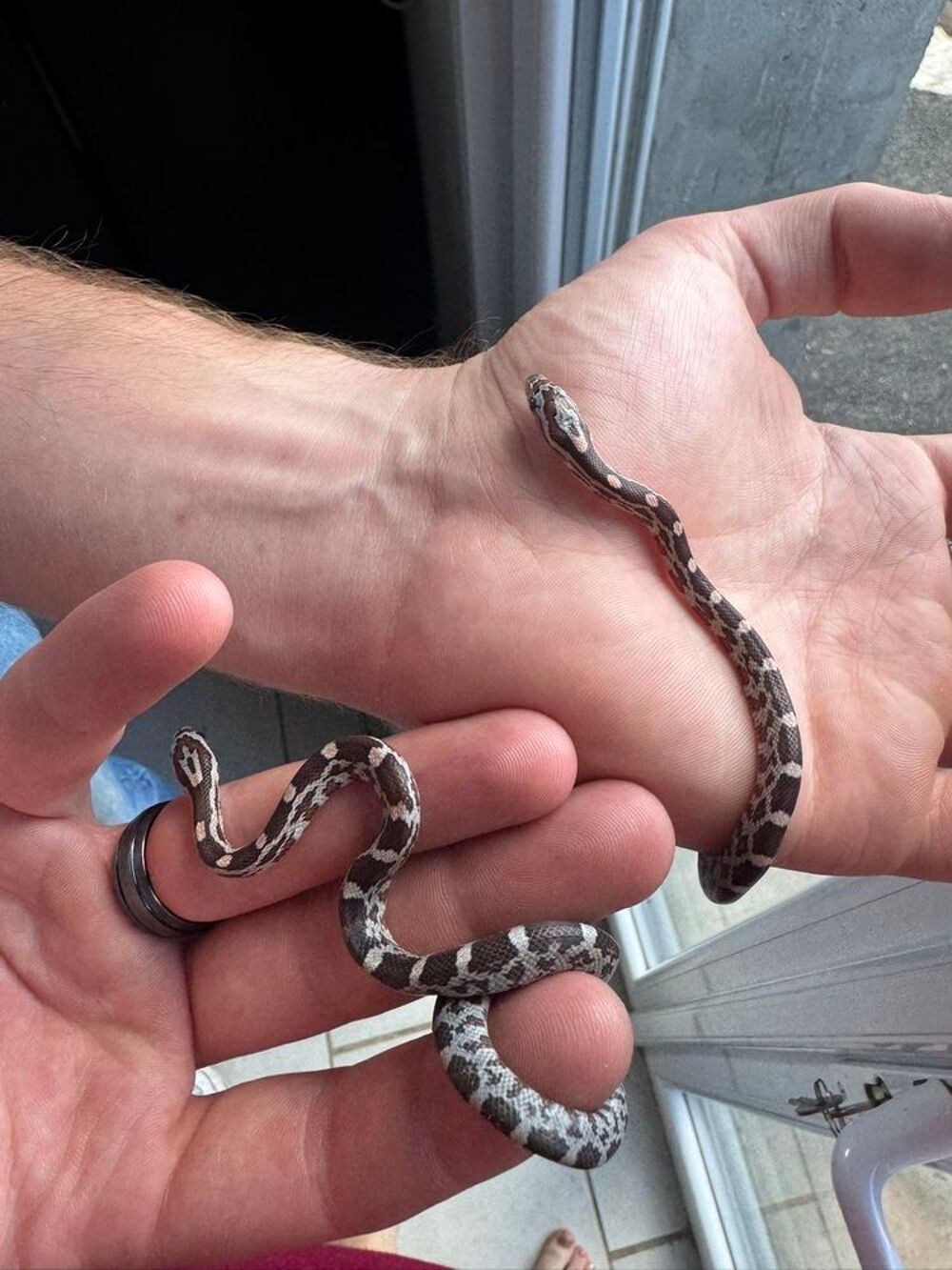   Bébé serpents des blés  