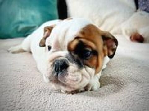   Chiot Bulldog anglais LOF 