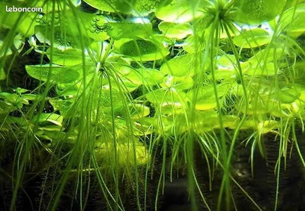 Grenouillette plante aquatique Jardin