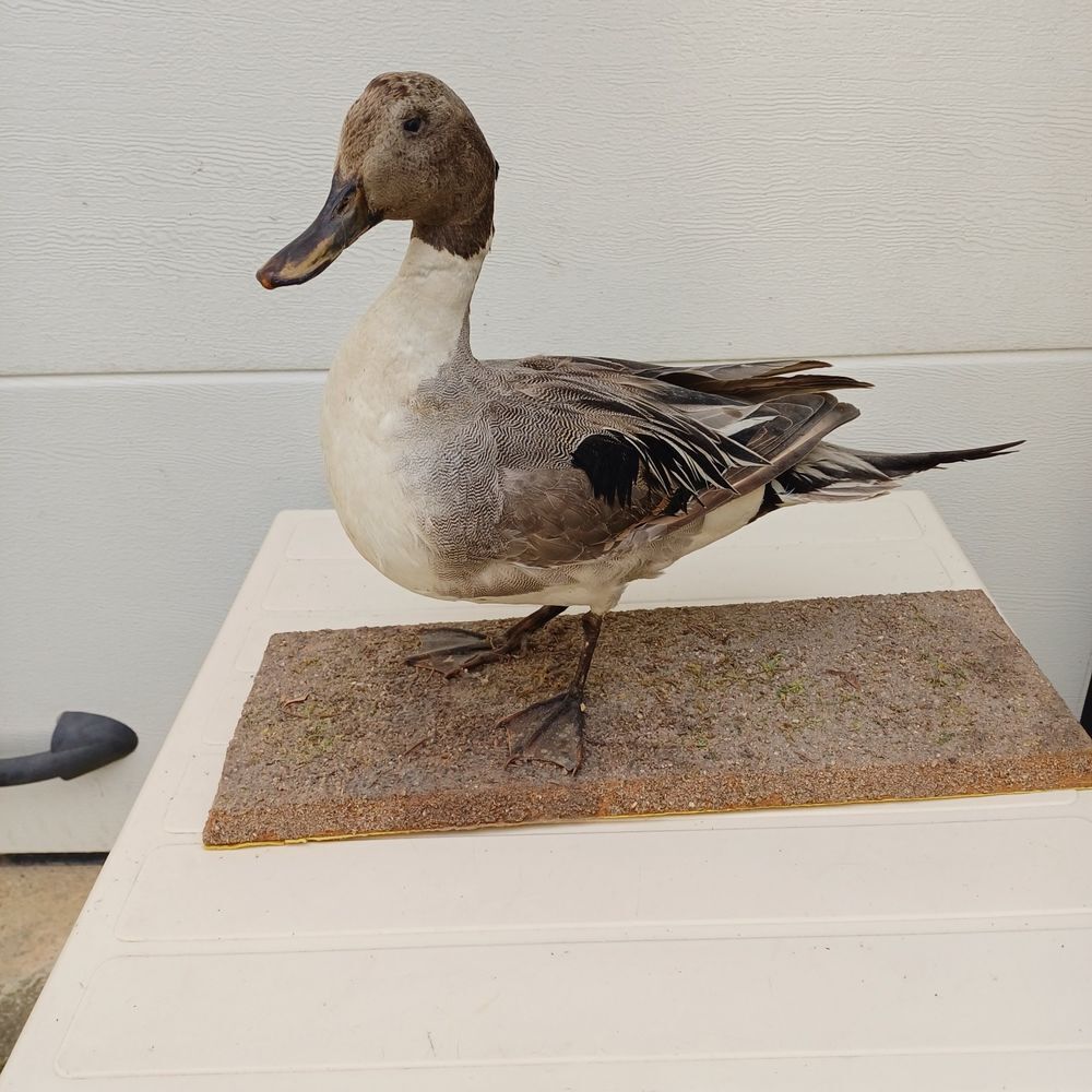 taxidermie ampaille canard pilet Décoration