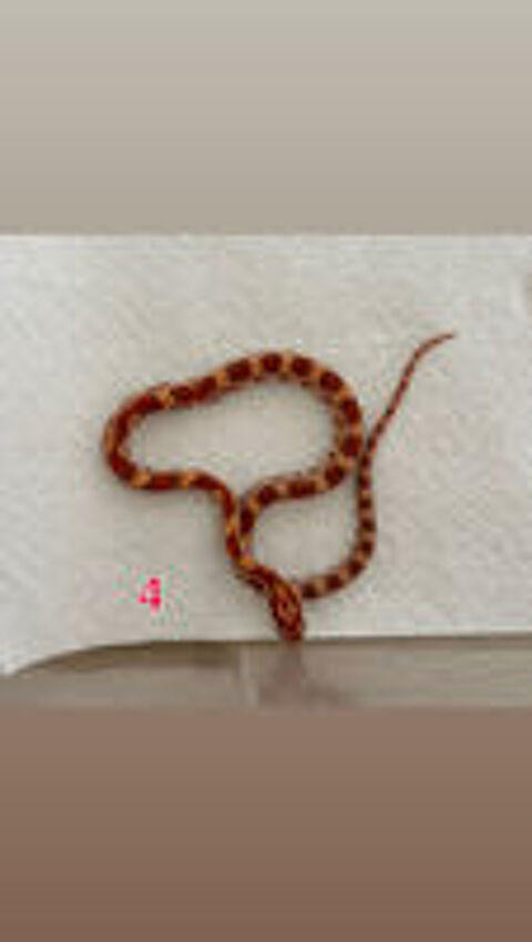   Pantherophis ultramel het scaleless 