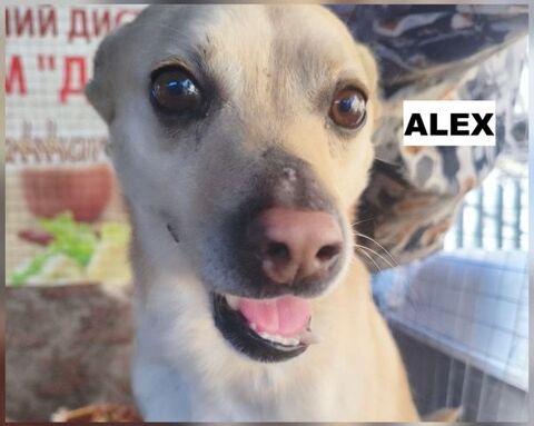 ALEX SE TROUVE DANS UN REFUGE EN UKRAINE 0 75018 Paris