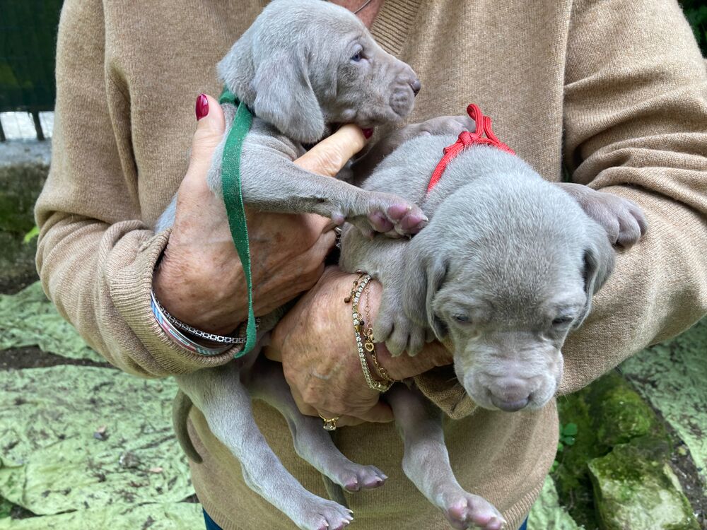   Chiots braque de Weimar LOF 