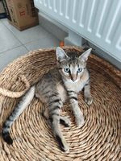  Bucky un gentil chaton ok chat et chien 