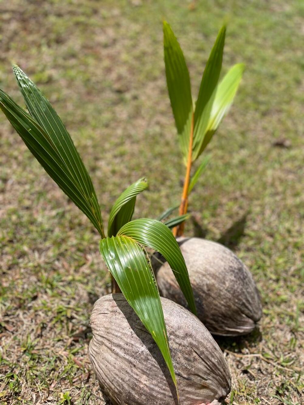 Plan coco nain Jardin