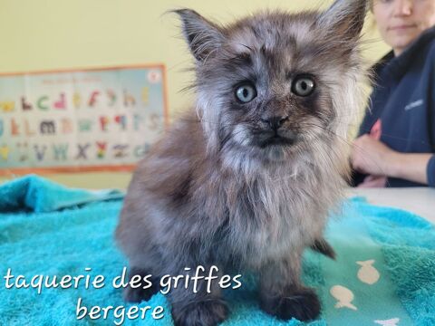 Maine coon 1600 85440 Avrillé