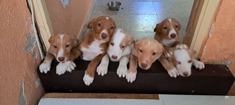 Adorables Chiots  podenco &agrave; reserver 220 24140 Douville