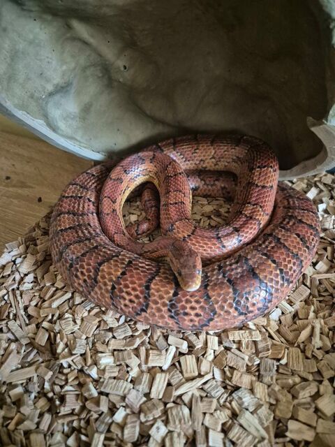 Don couleuvre 0 05190 Espinasses