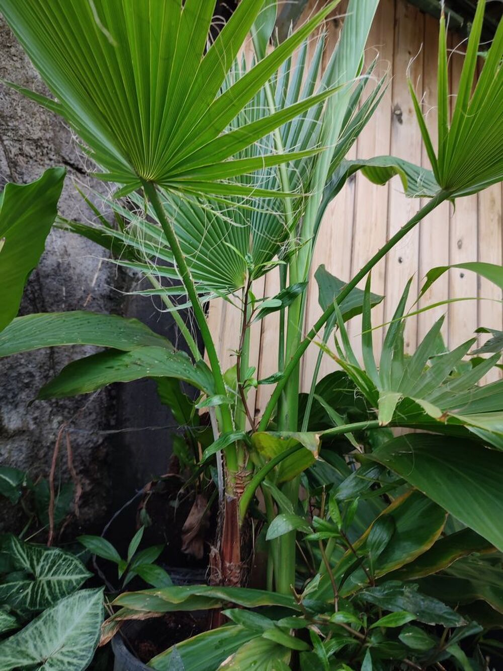 Palmier &eacute;ventail du Mexique Jardin