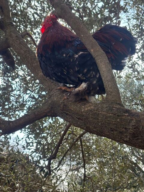 Coq p&eacute;quin pure race 15 83440 Fayence