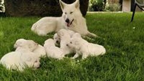   Chiots bergers blancs suisse LOF 