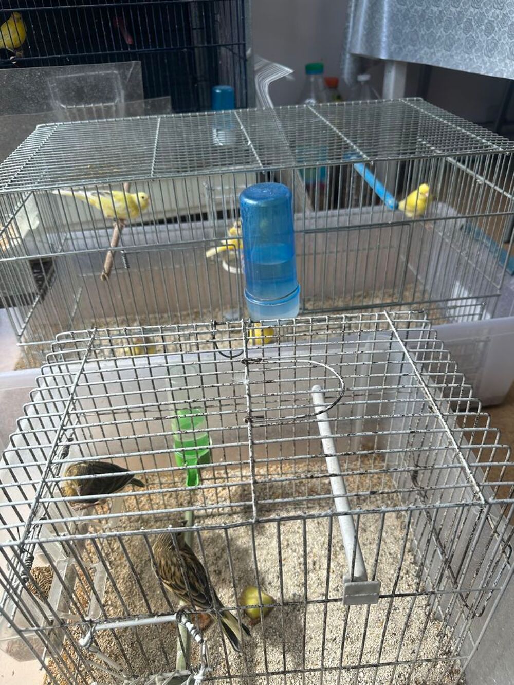   Canaris Raza  