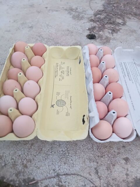 oeufs de poules  4 24400 Beaupouyet